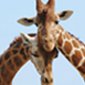 Family ZOO Hit - 2 nights