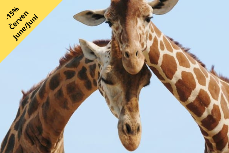 Family ZOO Hit - 2 nights with 15% DISCOUNT!