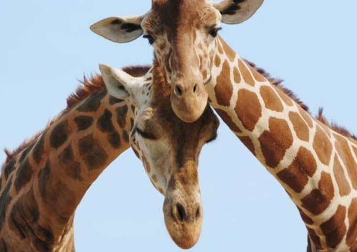 ZOO Hit für Familien - 2 Nächte