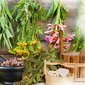 Sauna Herbal Cup 2023 - Experience sauna festival!