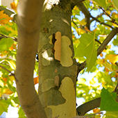 Ogród dendrologiczny